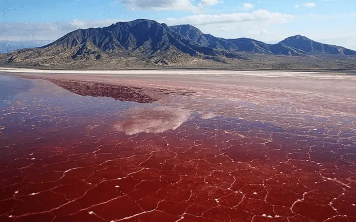 The Haunting Mystery of Lake Natron and Its “Stone” Creatures