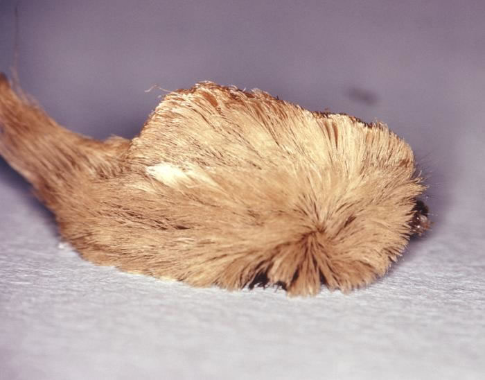 The Puss Caterpillar – America’s Most Venomous Furry Insect