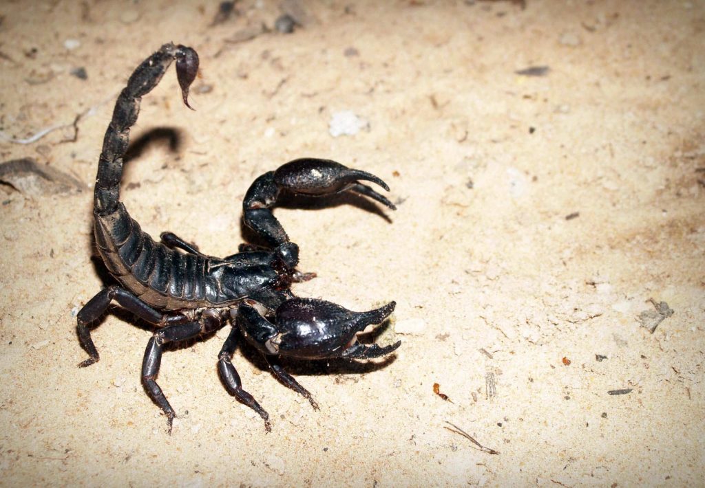 Smoking Scorpions in Pakistan: The Dangerous Trend of Inhaling Dried Venom